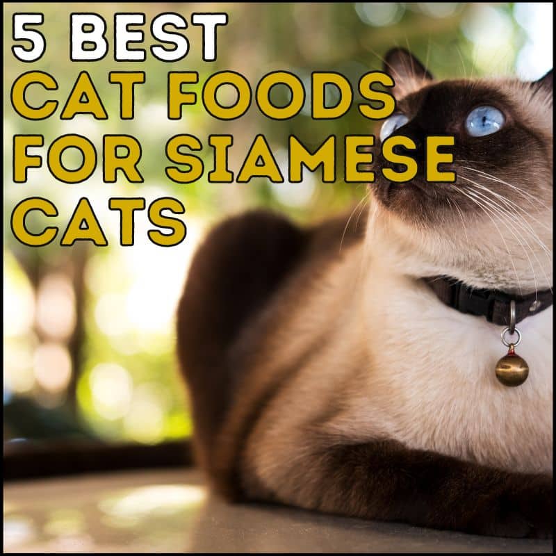 5 Best Cat Foods for Siamese Cats