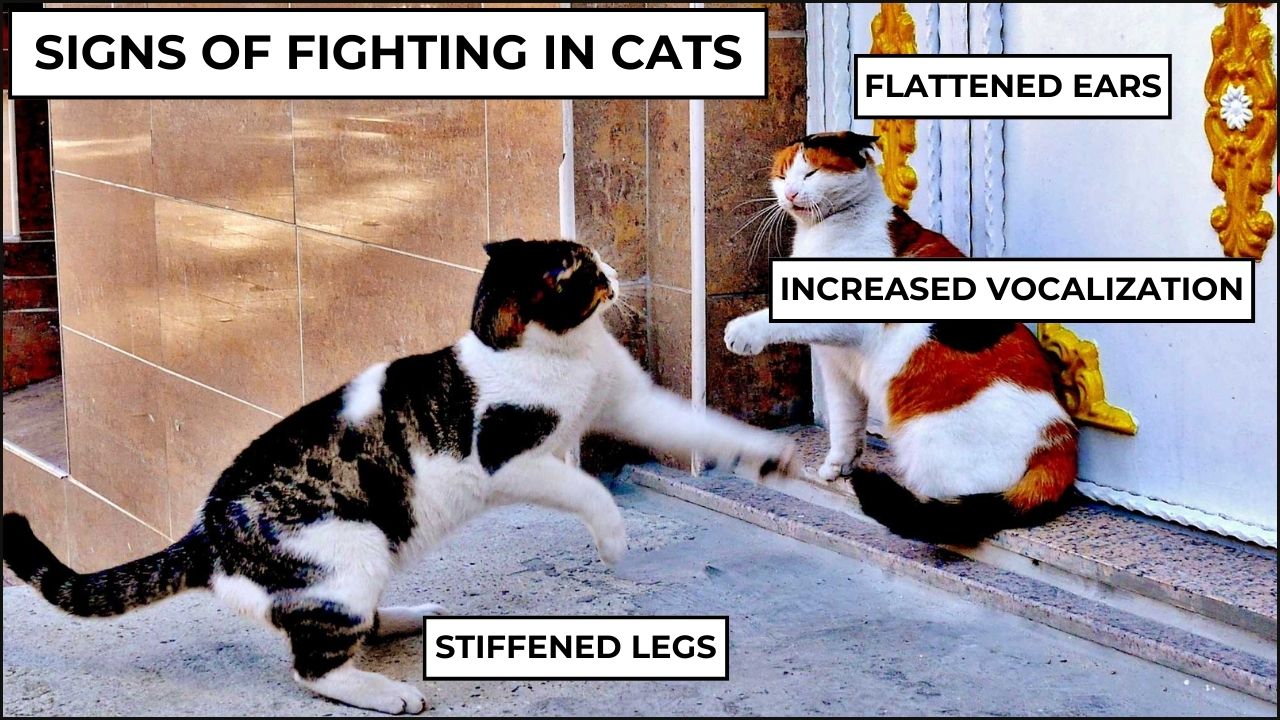 A photo showing cats fighting