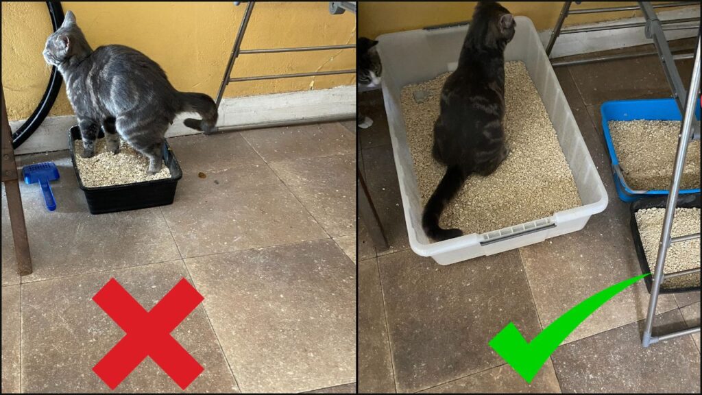 A picture comparing a small and large cat litter tray on elimination.