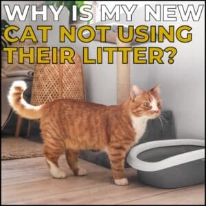 Why is my new cat not using their litter box?