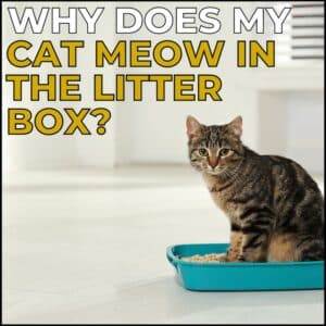 Why does my cat meow in the litter box?