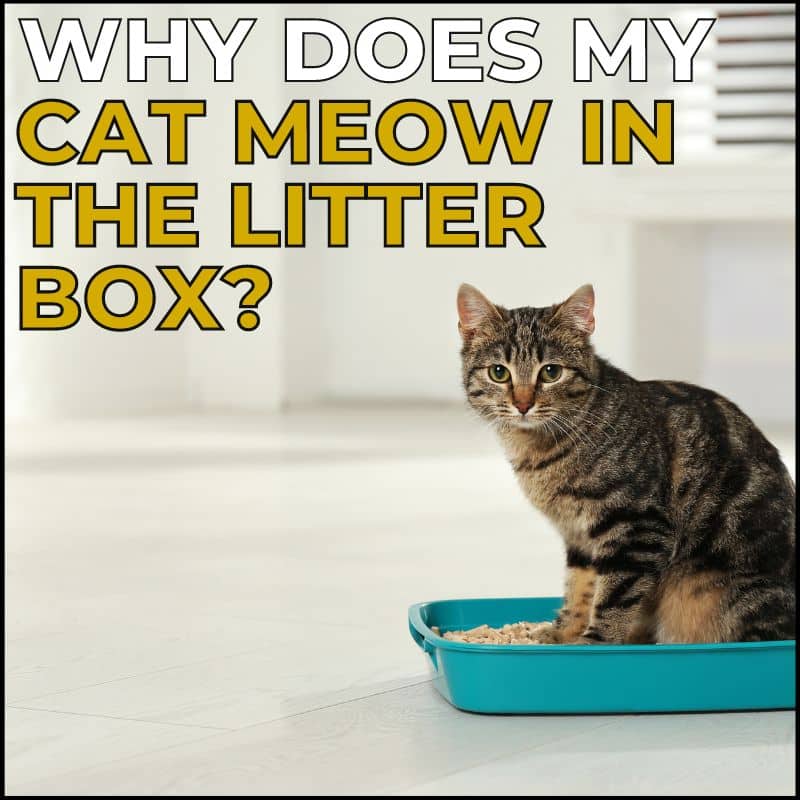 Why does my cat meow in the litter box?