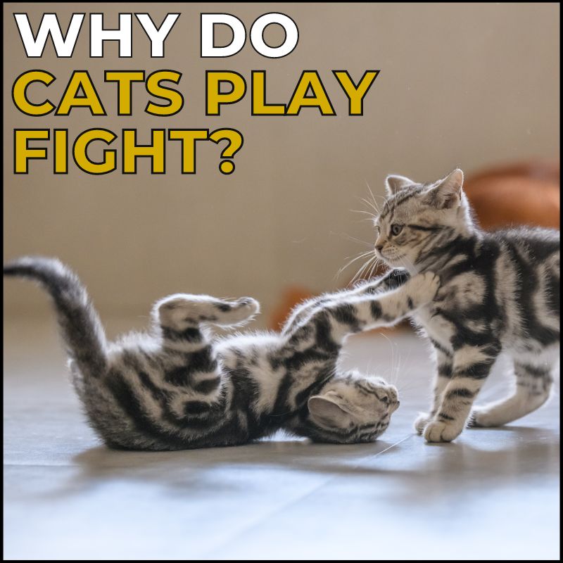 Why Do Cats Play Fight?