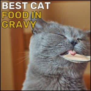 Best Cat Food in Gravy